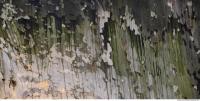 Tree Bark 0028